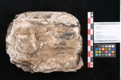Foto (Objekt + Etikett) von Plantae indet.  (NHMW-GEO-2024-0188-11592)